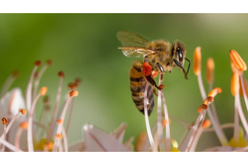 Propoli e miele, ottimo rimedio per il mal di gola