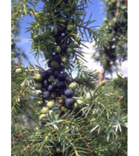 MSA JUNIPERUS COMMUN.50ml MSA JUNIPERUS COMMUN.50ml