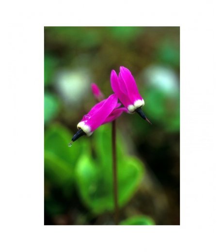 SHOOTING STAR 7,4ML ALASKA