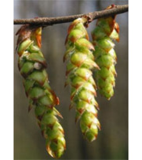 MSA CARPINUS BETULUS 50ML MSA CARPINUS BETULUS 50ML