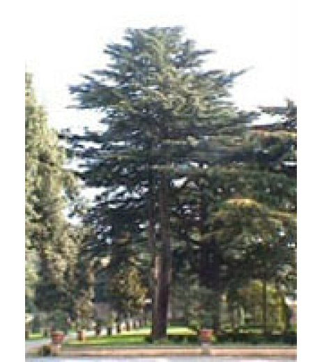 MSA CEDRUS LIBANI 50ML HERBOPLAN