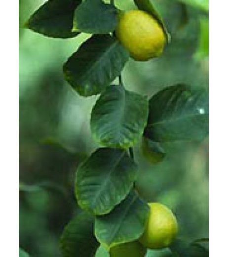 MSA CITRUS LIMONUM 50ML MSA CITRUS LIMONUM 50ML