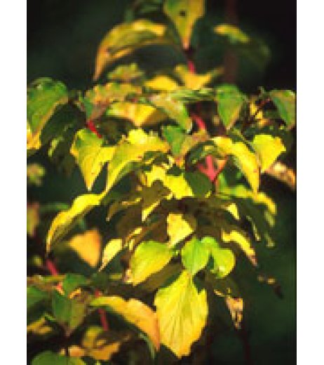 MSA CORNUS SANGUINEA 50ML MSA CORNUS SANGUINEA 50ML