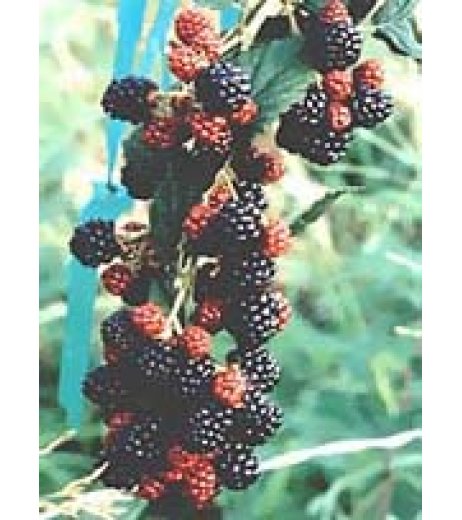 MSA RUBUS FRUCTICOSU 50ML MSA RUBUS FRUCTICOSU 50ML