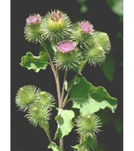 TSA ARCTIUM LAPPA 50ML