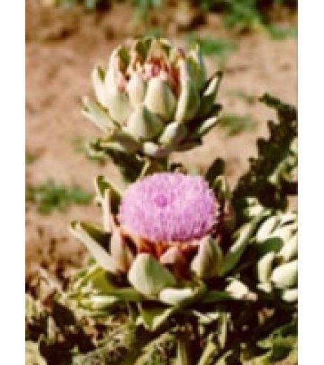 TSA CYNARA SCOLYMUS 50ML TSA CYNARA SCOLYMUS 50ML