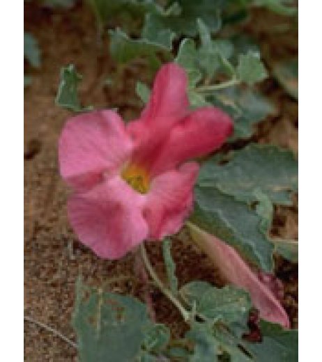 TSA HARPAGOPHYTUM 50ML