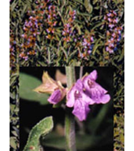 TSA SALVIA OFFICINALIS 50ML TSA SALVIA OFFICINALIS 50ML