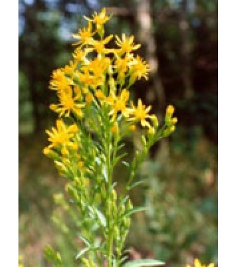 TSA SOLIDAGO VIRGAUREA 50ML TSA SOLIDAGO VIRGAUREA 50ML