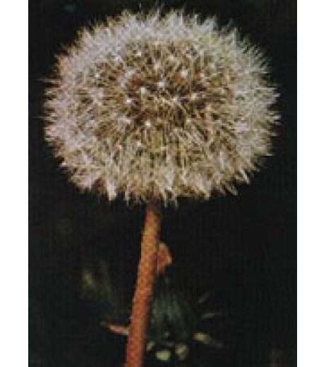 TSA TARAXACUN OFFICINALE 50ML TSA TARAXACUN OFFICINALE 50ML