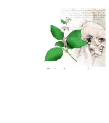 GYMNEPLUS 30 60CPS BIOSALUS GYMNEPLUS 30 60CPS BIOSALUS