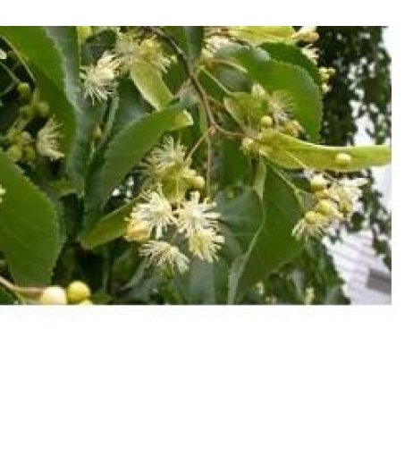 EIE TIGLIO 30ML GTT ADAMA EIE TIGLIO 30ML GTT ADAMA