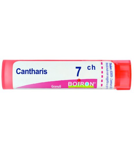 BO.CANTHARIS 7CH TUBO