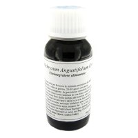 47C HELICHRYSUM ANGUSTIF COMP